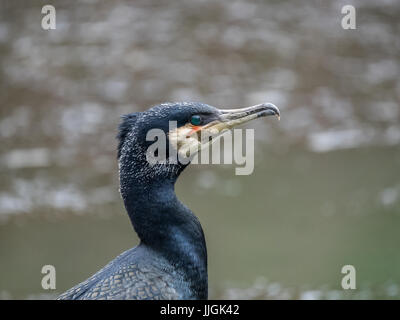 Cormoran (Phalacrocorax carbo) close up Banque D'Images