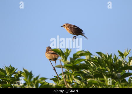 Saxicola torquata stonechat femelle, capturés, mi vol pour nourrir leur progéniture. Photographié à la réserve RSPB marais Marazion à Cornwall, UK Banque D'Images