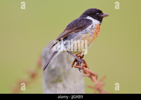 Saxicola torquata Stonechat, mâle, assis sur barbelés avec spider en bec. Porthleven, Cornwall. UK Banque D'Images