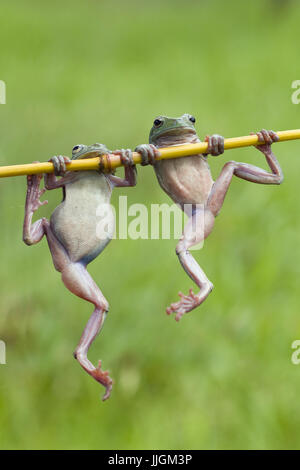 Deux grenouilles dumpy accroché sur une plante, l'Indonésie Banque D'Images