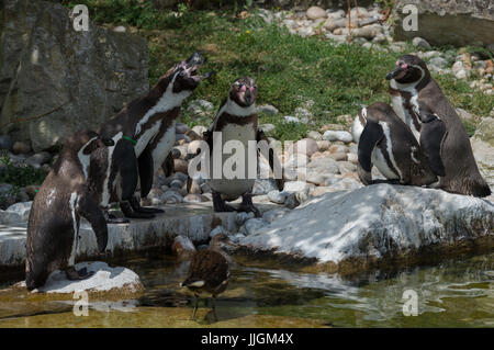 Les pingouins de Humboldt l'appel Banque D'Images