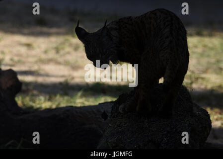 Madrid, Espagne. 19 juillet, 2017. La femelle lynx ibérique Jazmín photographié dans son enclos au zoo de Madrid. Credit : Jorge Sanz/Pacific Press/Alamy Live News Banque D'Images