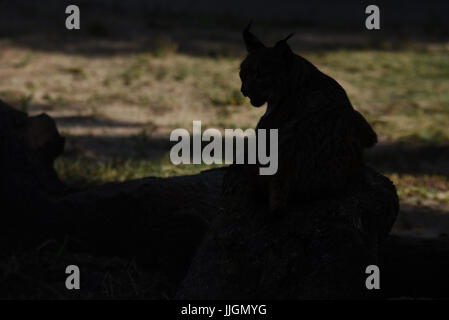 Madrid, Espagne. 19 juillet, 2017. La femelle lynx ibérique Jazmín photographié dans son enclos au zoo de Madrid. Credit : Jorge Sanz/Pacific Press/Alamy Live News Banque D'Images