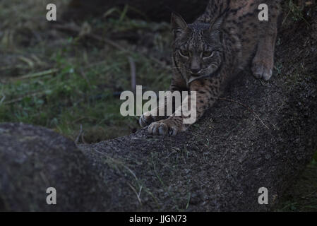 Madrid, Espagne. 19 juillet, 2017. La femelle lynx ibérique Jazmin photographié dans son enclos au zoo de Madrid. Credit : Jorge Sanz/Pacific Press/Alamy Live News Banque D'Images