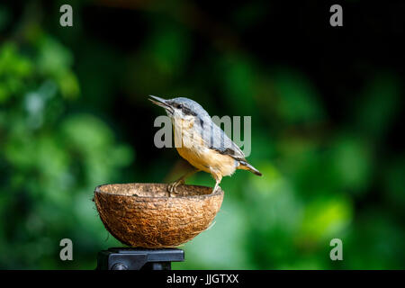 Les juvéniles immatures, sittelle torchepot (Sitta europaea) perché sur une coque de noix de coco mangeoire dans un jardin à Surrey, Angleterre du Sud-Est, Royaume-uni en été Banque D'Images