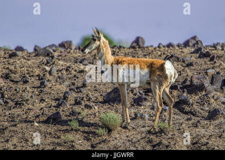 L'antilope d'un cerf dans le nord-est de pelouses rocheuses Wyoming. Banque D'Images