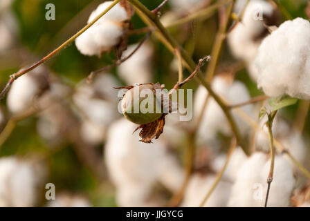Levant le coton en Guatemlaa. Gossypium herbaceum. Banque D'Images