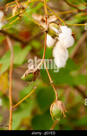 Levant le coton en Guatemlaa. Gossypium herbaceum. Banque D'Images