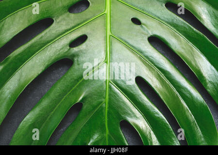 Gros plan de la feuille de monstera. Résumé fond. Banque D'Images