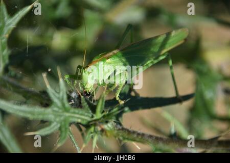 Silybum marianum avec tettigonia insect Banque D'Images