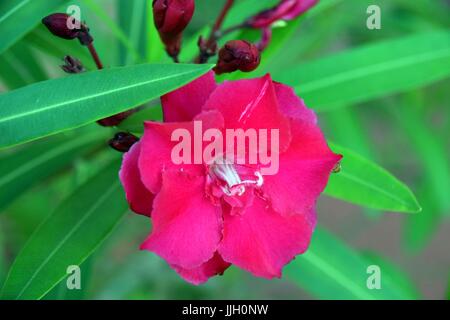 Gros plan de la fleur rose Nerium oleander fleurissent sur les branches, fleur, nerium Banque D'Images