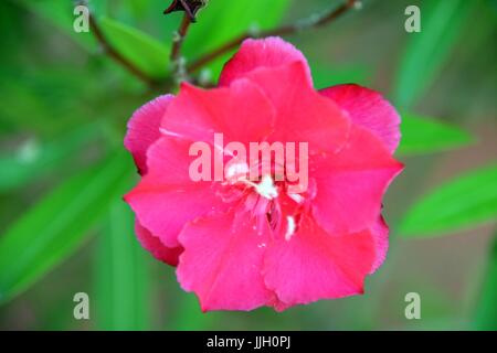 Seul Nerium oleander fleurs en été Banque D'Images