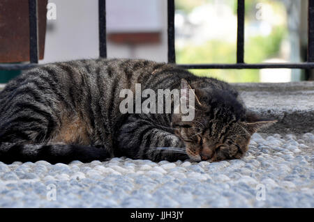 Rue de couchage chat errant Banque D'Images