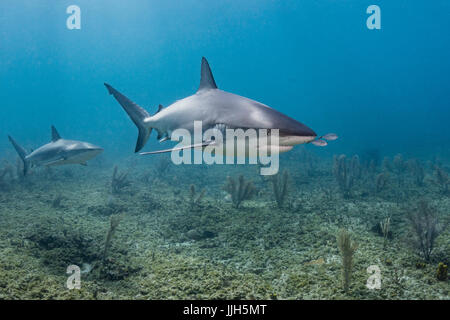 Un requin de récif des Caraïbes patrouille l'eaux près de Bimini, Bahamas. Banque D'Images