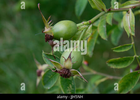 verts rose hips Banque D'Images