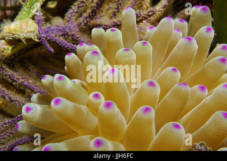 Les tentacules de l'anémone de mer libre, anémone Condylactis gigantea condy, vie marine, sous-marins de la mer des Caraïbes, l'Amérique centrale, le Costa Rica Banque D'Images