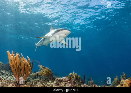 Un requin de récif des Caraïbes patrouille l'eaux près de Bimini, Bahamas. Banque D'Images