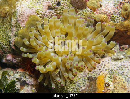 La vie marine, un géant sous l'anémone de mer des Caraïbes, Condylactis gigantea, Cuba Banque D'Images