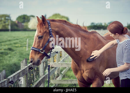Une jeune femme se toiletter son cheval dans un enclos. Banque D'Images