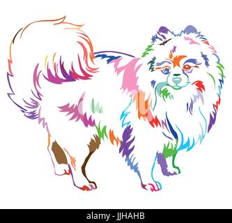 Portrait de décoration de l'article profil de race de chien Pomeranian Spitz (), vector illustration isolé en différentes couleurs sur fond blanc Illustration de Vecteur