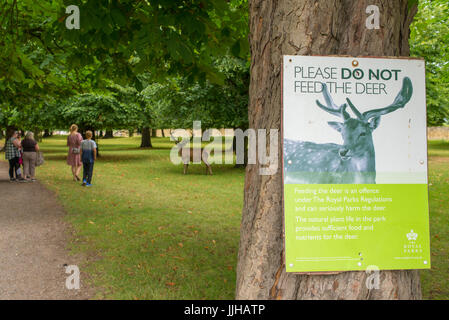 Richmond, London, UK - Juillet 2017 : Veuillez ne pas nourrir les cerfs enseigne apposée à un arbre Bushy Park à Red Deer et personnes dans l'arrière-plan Banque D'Images