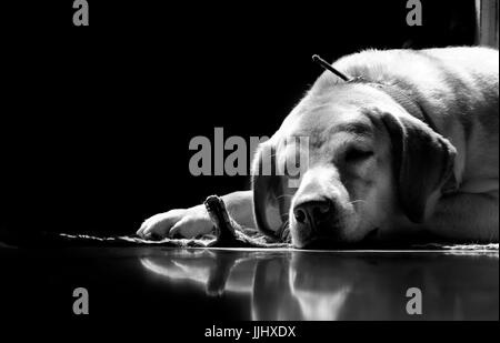 Cette beauté de sommeil est ma couleur fauve labrador retriever dog prendre repos dans la lumière du soleil chaude Banque D'Images