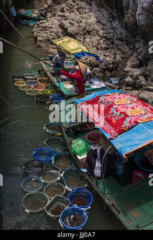 Les pêcheurs de la baie de Halong Vietnam Banque D'Images