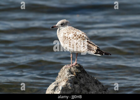 L'ENVOL American herring gull, Columbia River, Pasco, Tri-Cities, Washington State, USA Banque D'Images