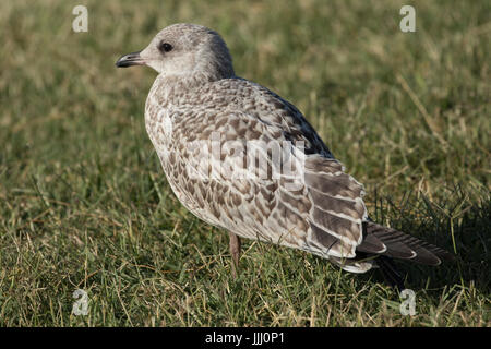L'ENVOL American herring gull, Columbia River, Pasco, Tri-Cities, Washington State, USA Banque D'Images