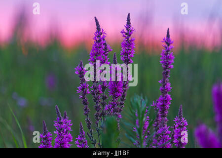 Fleurs lilas mousse,plantes médicinales, de la faune Banque D'Images