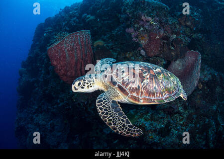Une tortue de mer verte nage sur les récifs de respirer à l'emplacement de piqué Lekuan I dans le parc marin de Bunaken au nord de Sulawesi, en Indonésie. Banque D'Images