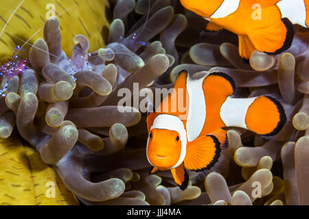 Un faux-poisson clown clown avec amour, connu sous le nom de Nemo, des pairs à partir d'une anémone accueil partagé avec les crevettes. Tourné dans la région de Raja Ampat, en Indonésie. Banque D'Images