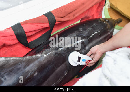 Zhuhai, la province chinoise du Guangdong. 20 juillet, 2017. Un sauveteur qui numérise la puce d'identification des Dauphins à dents dures 'Jiang Jiang' à Zhuhai, Province du Guangdong en Chine du sud, le 20 juillet 2017. La police a reçu des rapports sur un dauphin d'être échoué sur la côte de la baie de la ville de Jiangmen Heisha le 3 mai, et a appelé l'estuaire de la Rivière Pearl White Dolphin Chinois Réserve naturelle nationale de l'aide. Après plus de deux mois de traitement, le dauphin 'Jiang Jiang' a récupéré et a été libéré jeudi. Credit : Liu Dawei/Xinhua/Alamy Live News Banque D'Images