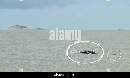 Zhuhai, la province chinoise du Guangdong. 20 juillet, 2017. L'image composite montre les Dauphins à dents dures 'Jiang Jiang' dans la mer près de Zhuhai, Province du Guangdong en Chine du sud, le 20 juillet 2017. La police a reçu des rapports sur un dauphin d'être échoué sur la côte de la baie de la ville de Jiangmen Heisha le 3 mai, et a appelé l'estuaire de la Rivière Pearl White Dolphin Chinois Réserve naturelle nationale de l'aide. Après plus de deux mois de traitement, le dauphin 'Jiang Jiang' a récupéré et a été libéré jeudi. Credit : Liu Dawei/Xinhua/Alamy Live News Banque D'Images