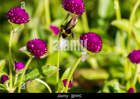 Abington, Northampton, Royaume-Uni 20 Juillet 2017. Météo. Une soirée chaude et ensoleillée après la forte pluie ce matin, un bourdon. Bomus Hortorum sur le capitule en tirant le meilleur parti de la soirée sunshine. Credit : Keith J Smith./Alamy Live News Banque D'Images