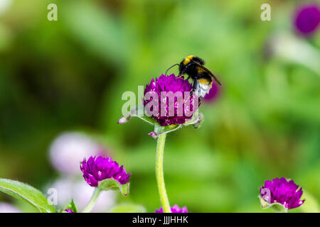 Abington, Northampton, Royaume-Uni 20 Juillet 2017. Météo. Une soirée chaude et ensoleillée après la forte pluie ce matin, un bourdon. Bomus Hortorum sur le capitule en tirant le meilleur parti de la soirée sunshine. Credit : Keith J Smith./Alamy Live News Banque D'Images