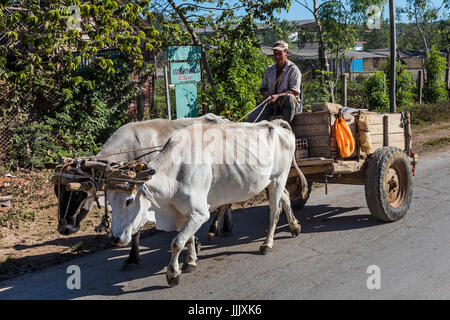 Une cloueuse avec chariot de bovins dans la vallée de Vinales Vinales, Cuba - Banque D'Images