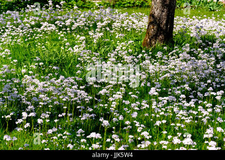 Cardamine des prés (Cardamine pratensis), pré des fleurs au printemps, Loisachtal, Haute-Bavière, Bavière, Allemagne Banque D'Images