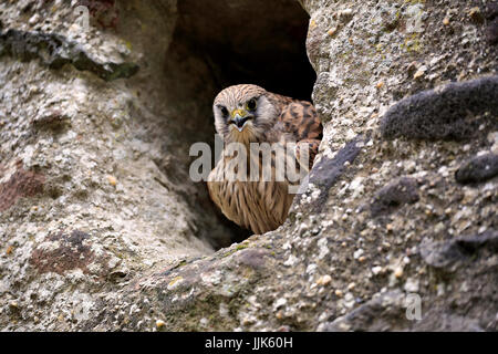 Faucon crécerelle (Falco tinnunculus), des profils dans la grotte de reproduction, appelant, Kasselburg, Pelm, Eifel, Allemagne Banque D'Images