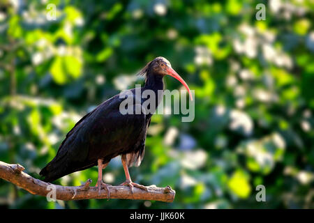 Ibis chauve (Geronticus eremita), adulte, debout sur une branche, captive Banque D'Images