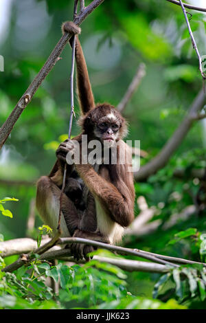 White-bellied singe-araignée, singe araignée à poil long (Ateles anaconda), barrage avec de jeunes arbres sur des animaux Banque D'Images