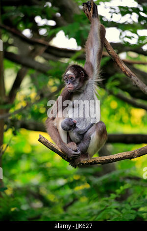 White-bellied singe-araignée, singe araignée à poil long (Ateles anaconda), barrage avec de jeunes arbres sur des animaux Banque D'Images