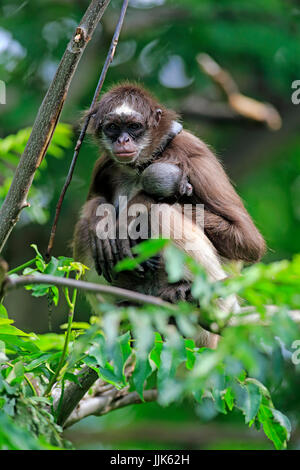 White-bellied singe-araignée, singe araignée à poil long (Ateles anaconda), barrage avec de jeunes arbres sur des animaux Banque D'Images