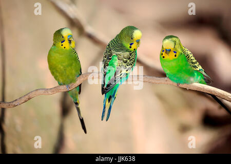 Les perruches (Melopsittacus undulatus), groupe d'hommes sur la branche, de l'Australie Banque D'Images