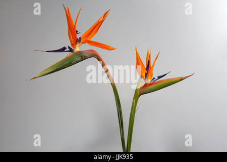 Studio Shot of Flowers Banque D'Images