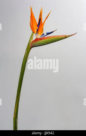 Studio Shot of Flowers Banque D'Images