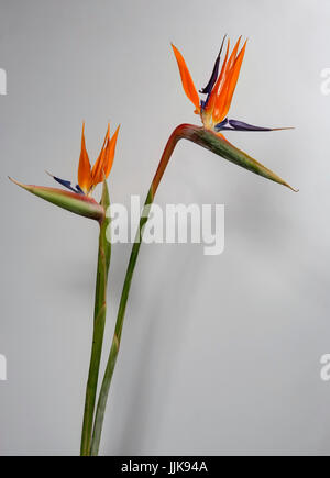 Studio Shot of Flowers Banque D'Images
