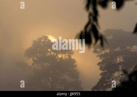 Soleil entre le brouillard et les arbres, le lever du soleil à Guatemala City Banque D'Images