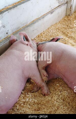 Deux porcs dormir à la Rice County Fair à Faribault, MN, USA. Banque D'Images