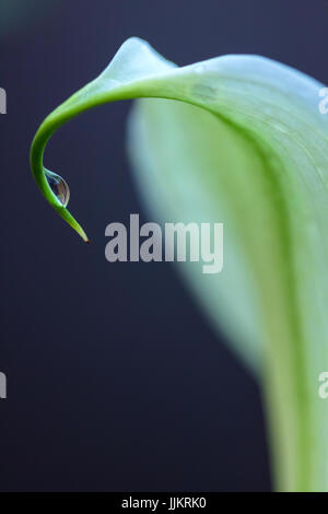 Gouttes de demeure sur une calla lily après l'hiver de pluie. Banque D'Images